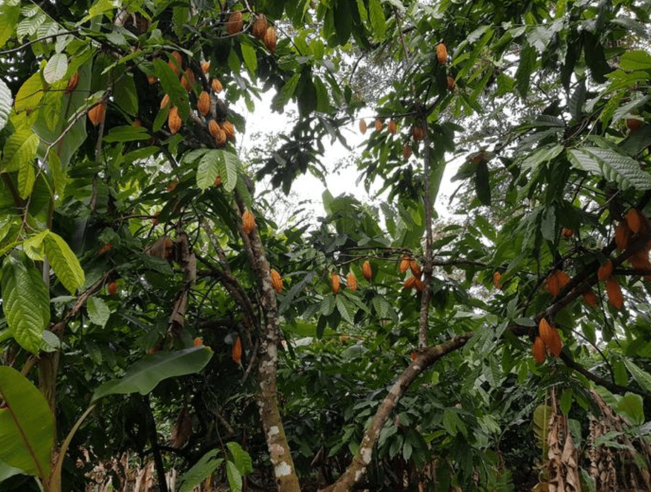 Peru'da Kakao Genetiği: Çikolatanın Geleceği İçin Umut Var