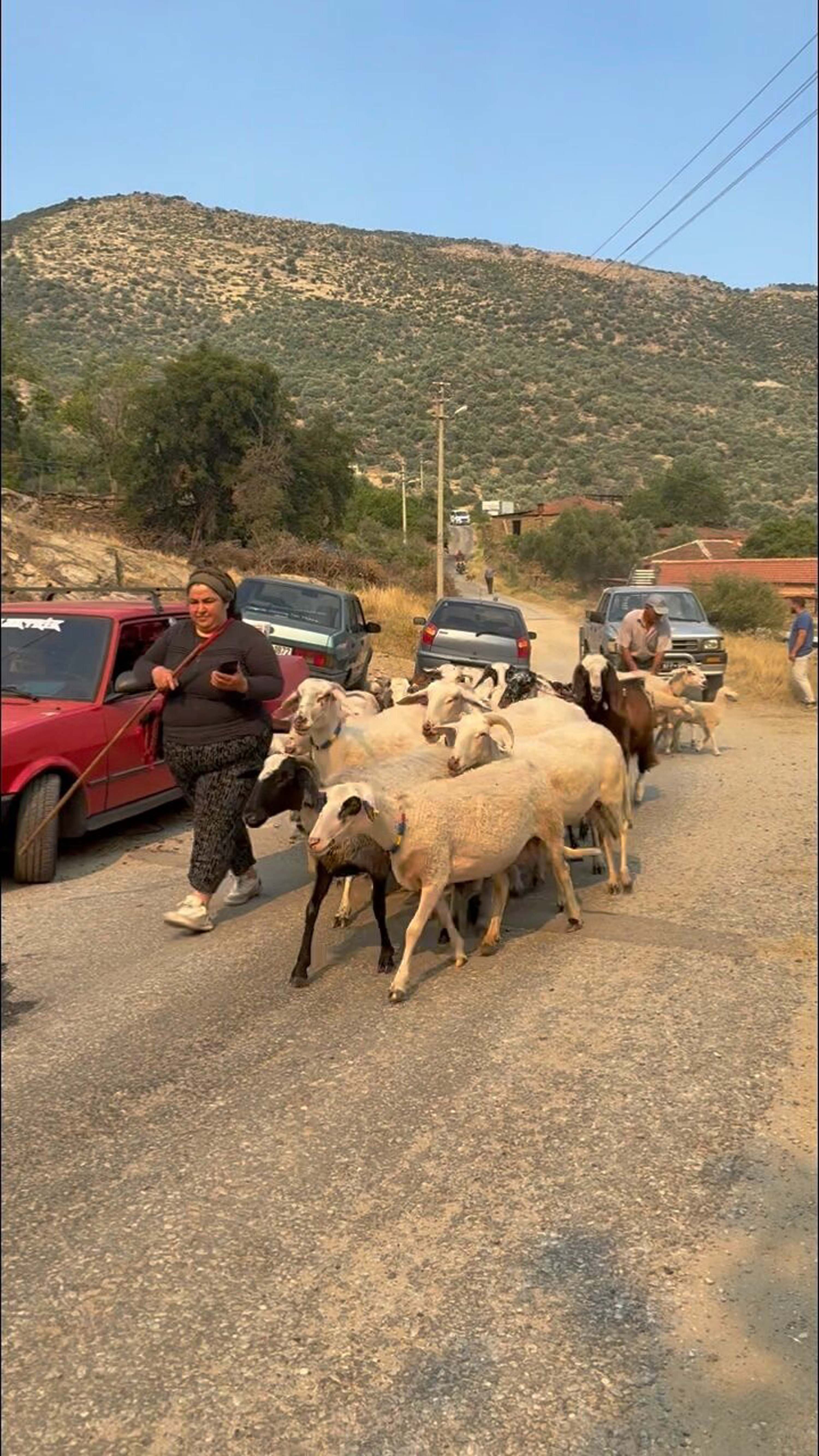 Aydın'da Zeytinlikte Yangın: İki Mahalle Tahliye Edildi — görsel 2