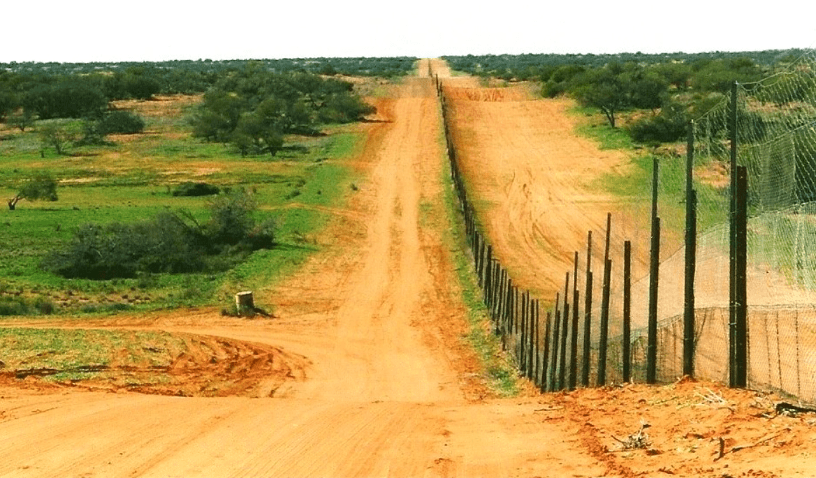 Avustralya'da 5.600 km'lik dev çit: Dingo Çiti'nin önemi