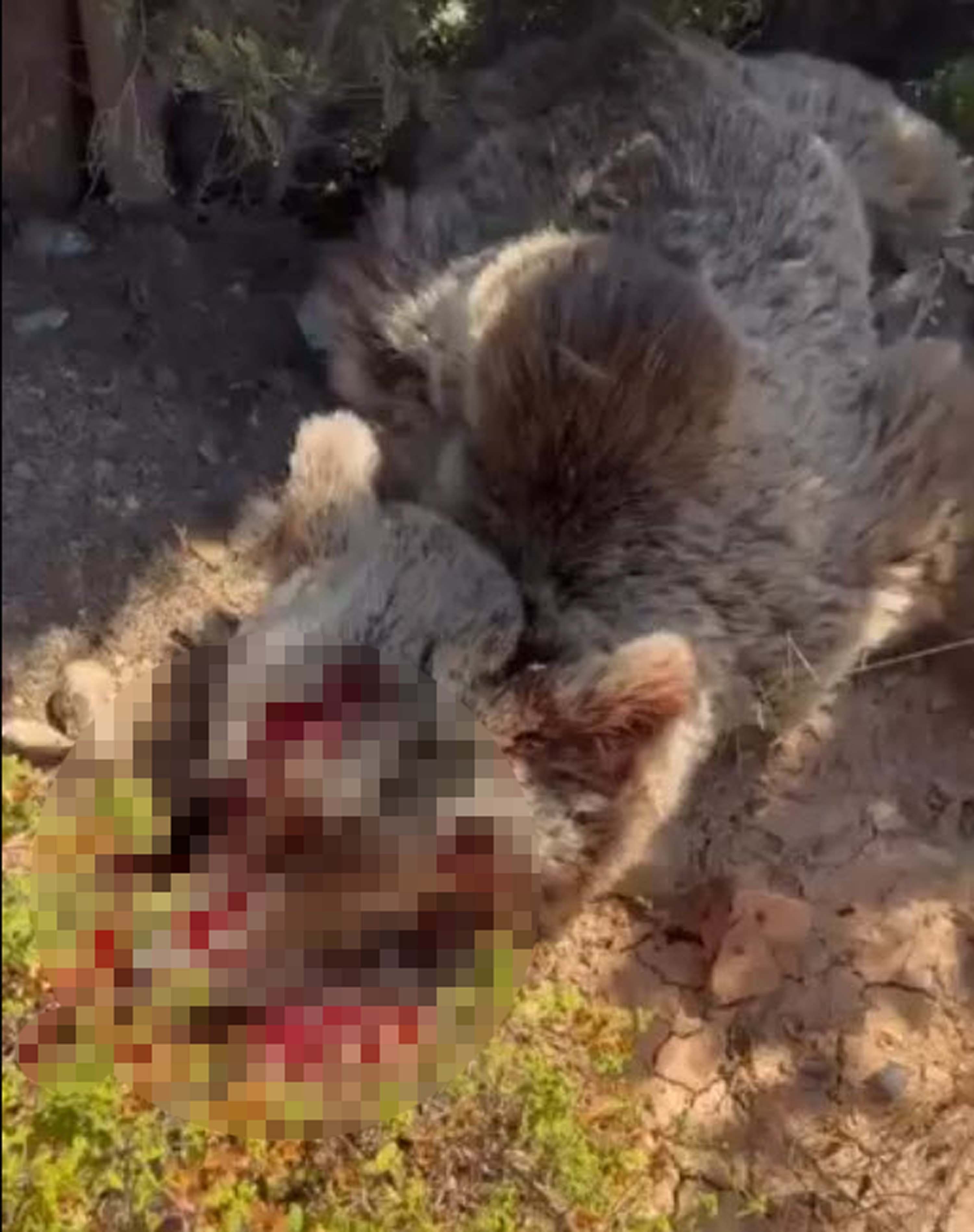 Balkonda uyuyan adamı öldüren ayı, vurularak etkisiz hale getirildi — görsel 3