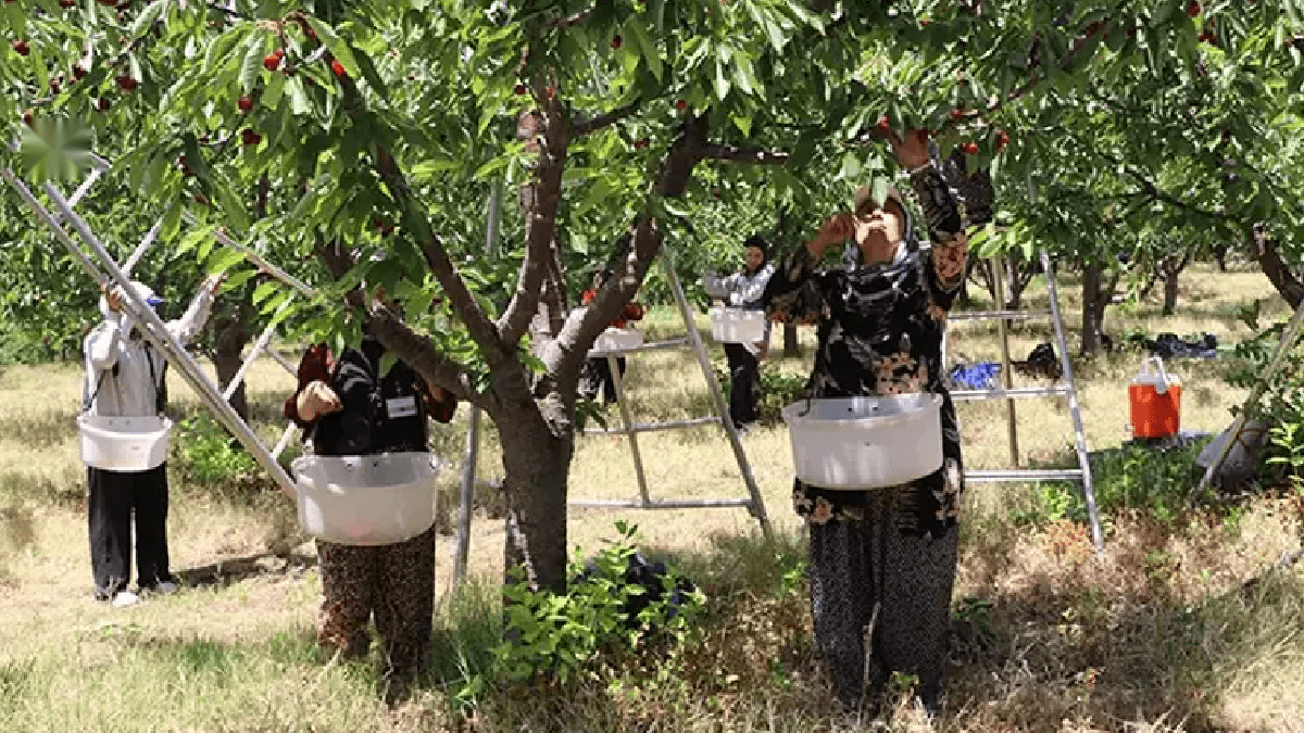 Yozgat'ta Kiraz Hasadı Başladı: 15 Bin Ton Rekolte Bekleniyor — görsel 4